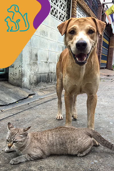 Imagen de un perro y un gato en la calle.