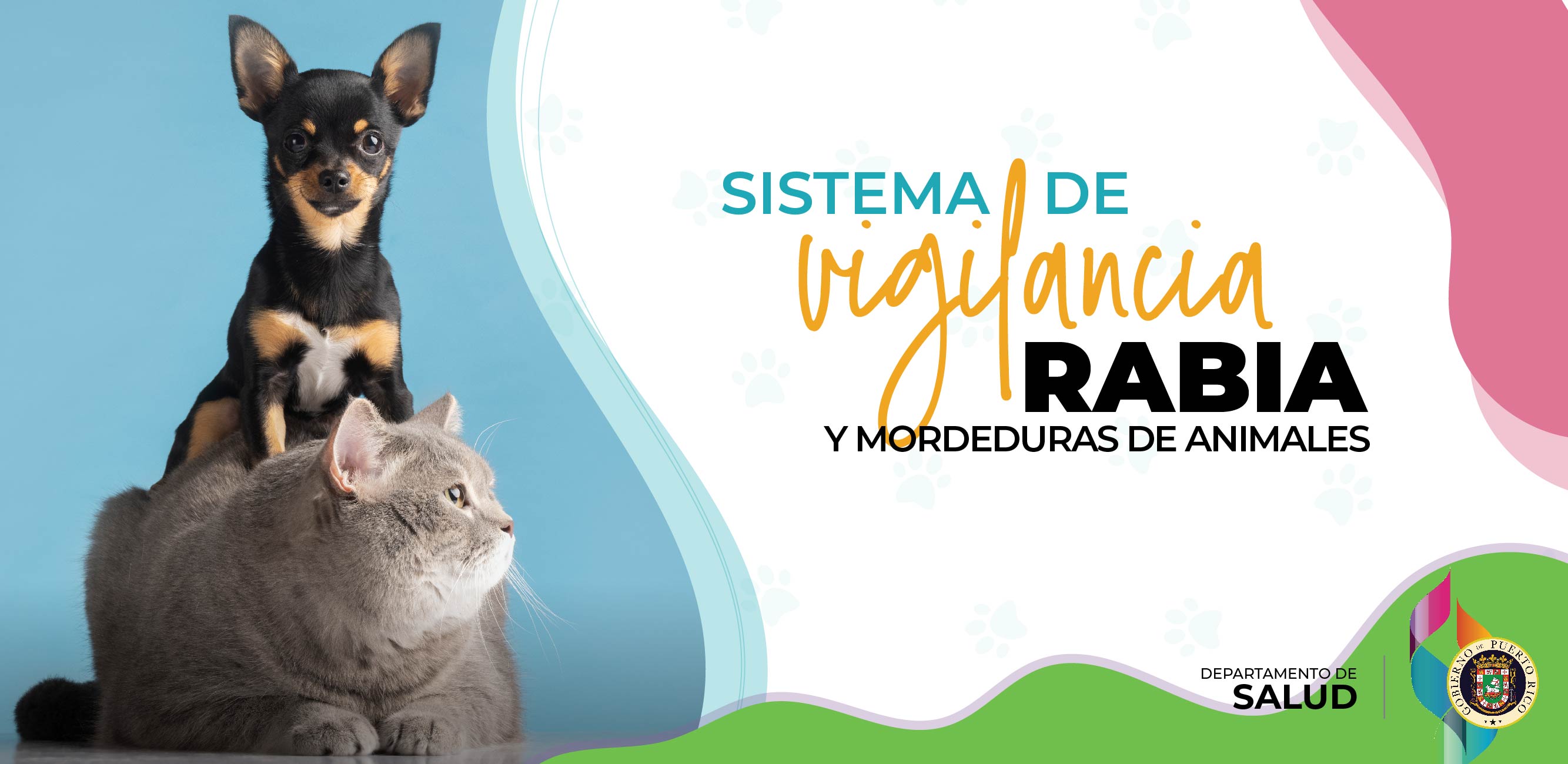 Imagen de perro chihuahua junto a gato gris.