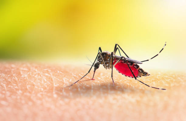 Imagen de mujer usando un escudo para protegerse de los mosquitos.