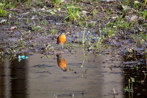 Imagen de un cuerpo de agua contaminado.